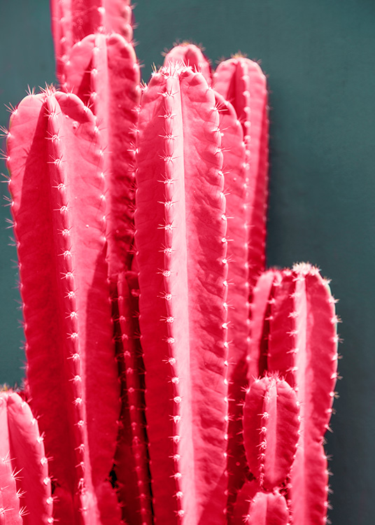 Hot Pink Cactus Plakát