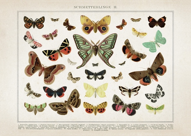 Vintage Butterflies No2 Plakát