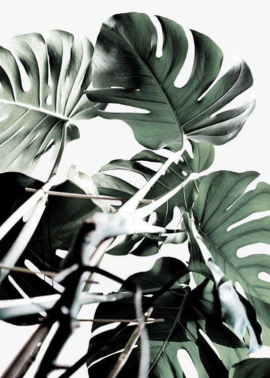 Monstera Cluster Plakát
