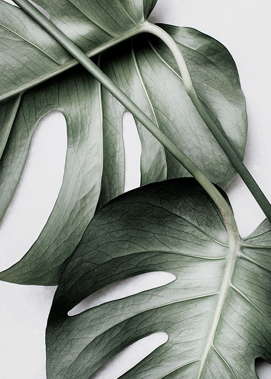 Monstera Pair Plakát