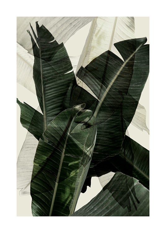 Banana Leaf Shades No2 Plakát