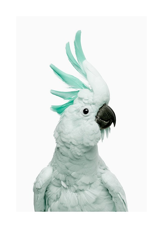 Mint Cockatoo Plakát