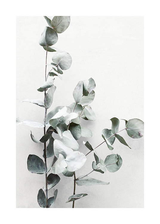 Eucalyptus Twigs No1 Plakát