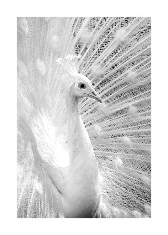 B&W Peacock Plakát