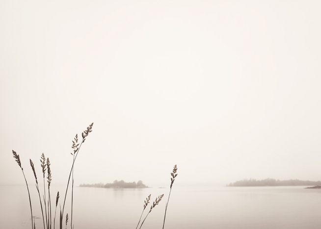 Reed by Foggy Lake Plakát