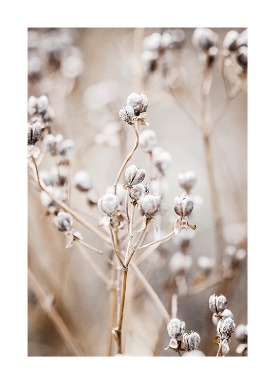 – Detailní záběr na bílé zaoblené květy s rozostřeným pozadím