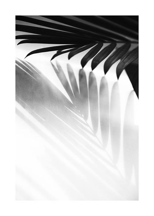 Palm Shadow B&W Plakát