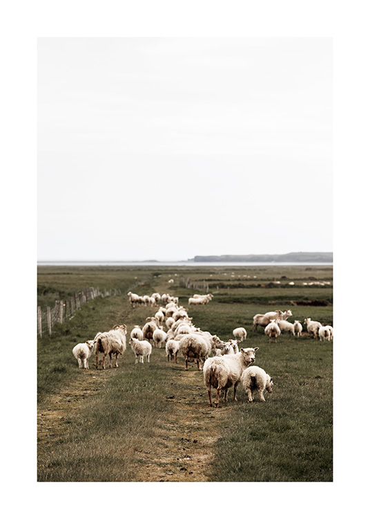 Icelandic Sheep Plakát