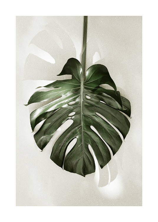 Monstera in Sunlight Plakát