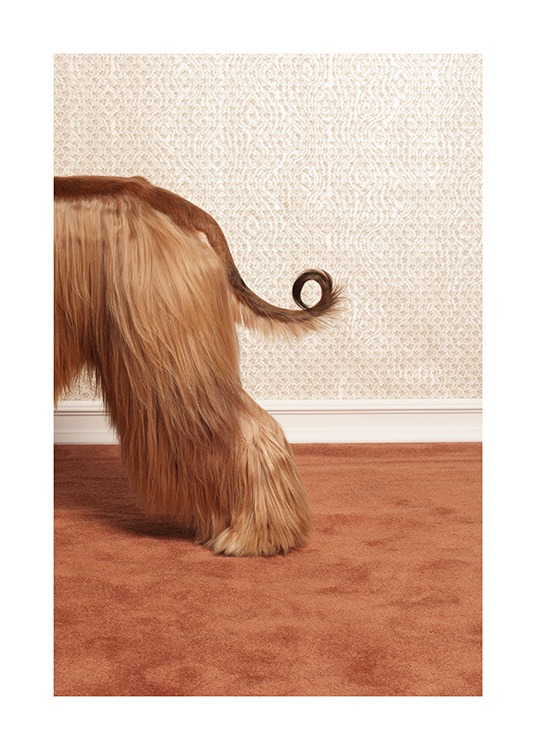 Afghan Hound Plakát
