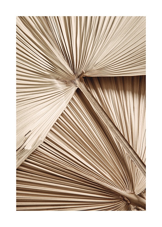 Golden Fan Palm Plakát