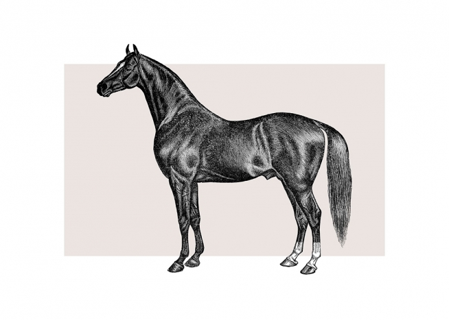 Vintage Horse Plakát