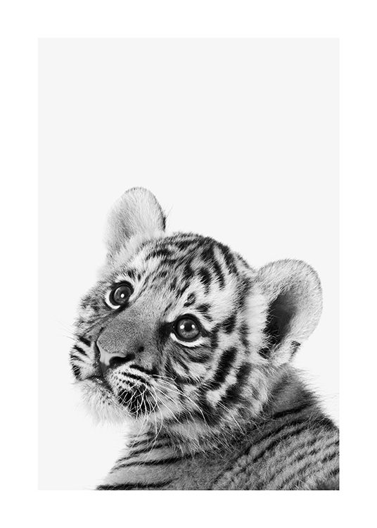 Baby Tiger Plakát