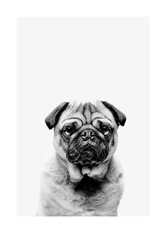 Black and White Pug Plakát