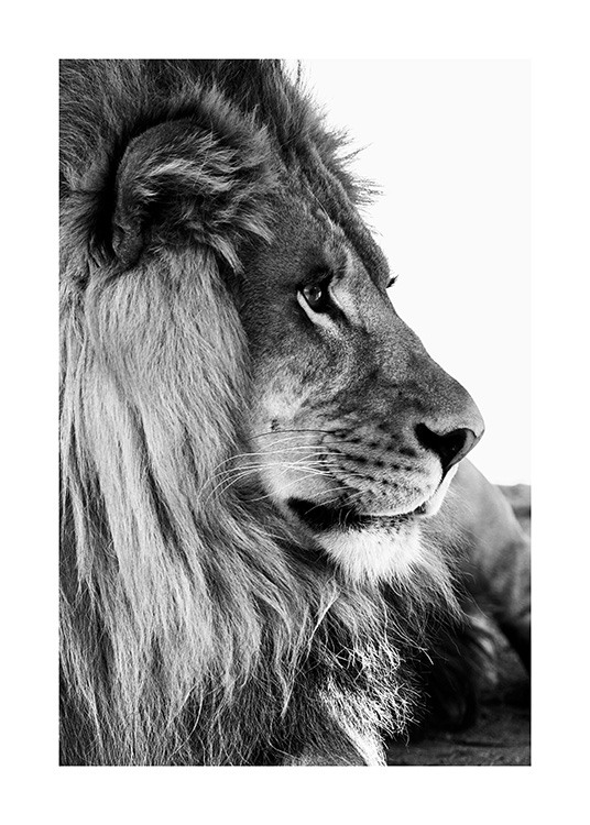 Lion Profile Plakát