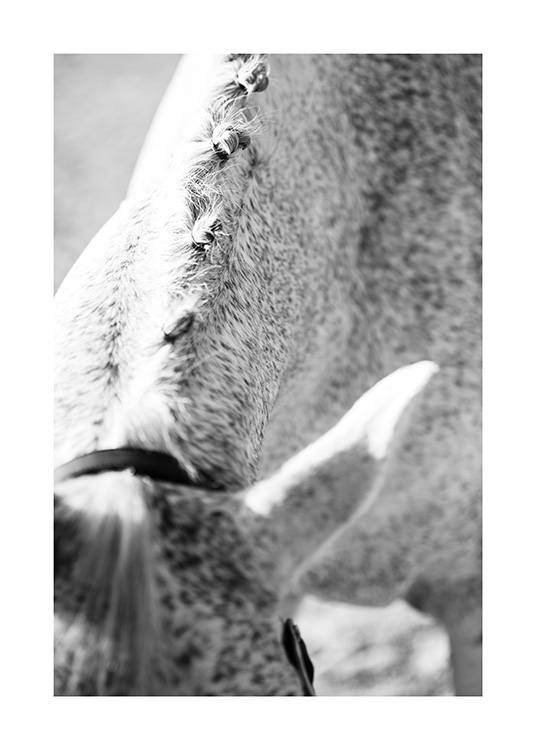 Horse Neck Plakát
