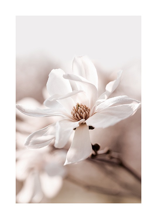 Star Magnolia Blossom Plakát
