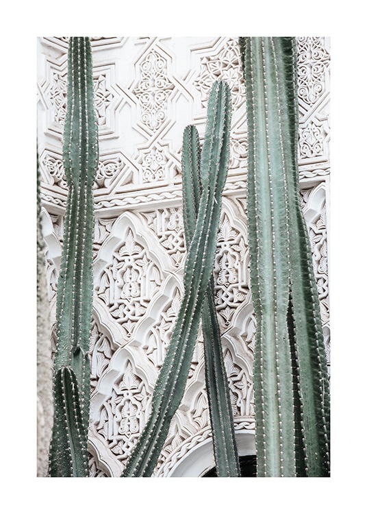 Cactus Dream Plakát