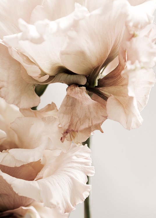 Gentiana Close-up Plakát
