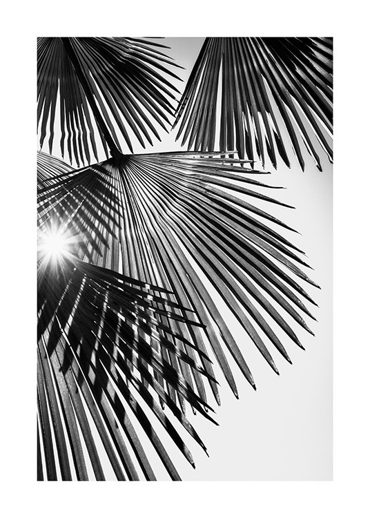 Sunlight Through Palm Leaves Plakát