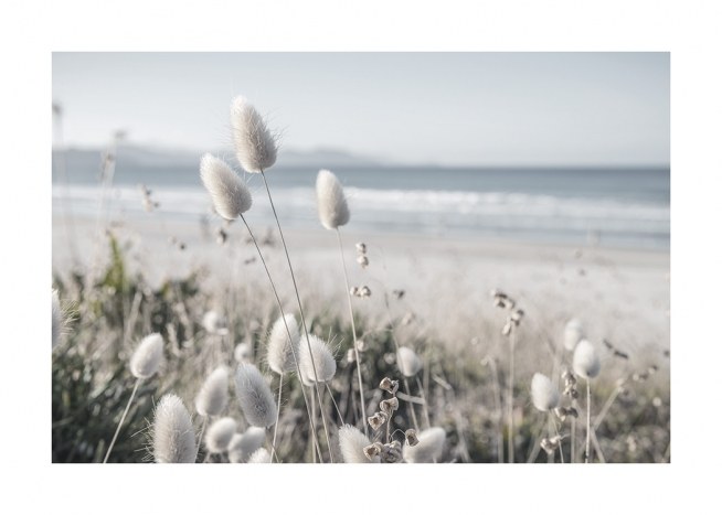 – Fotografie pobřežní trávy s bílými květy, s oceánem a pláží na pozadí