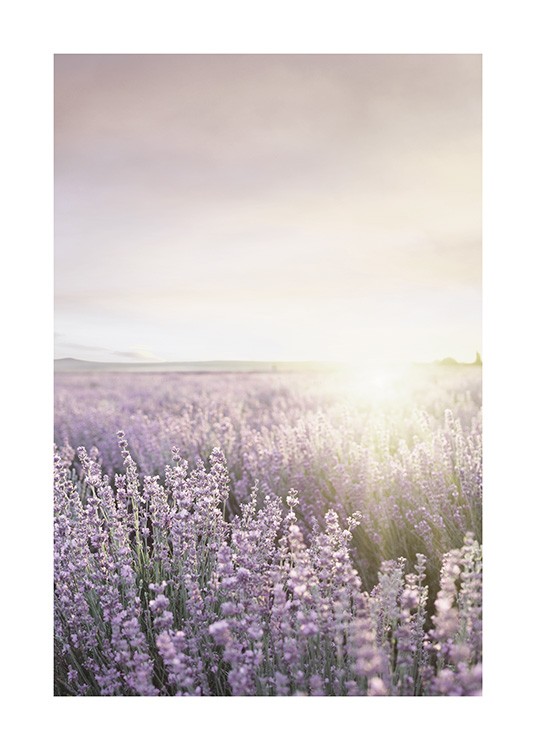 Lavender Field Plakát