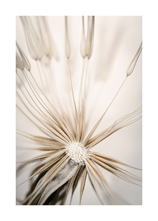 Beige Dandelion Plakát
