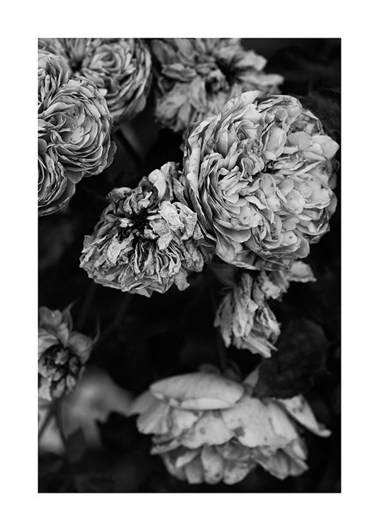 Roses B&W Plakát