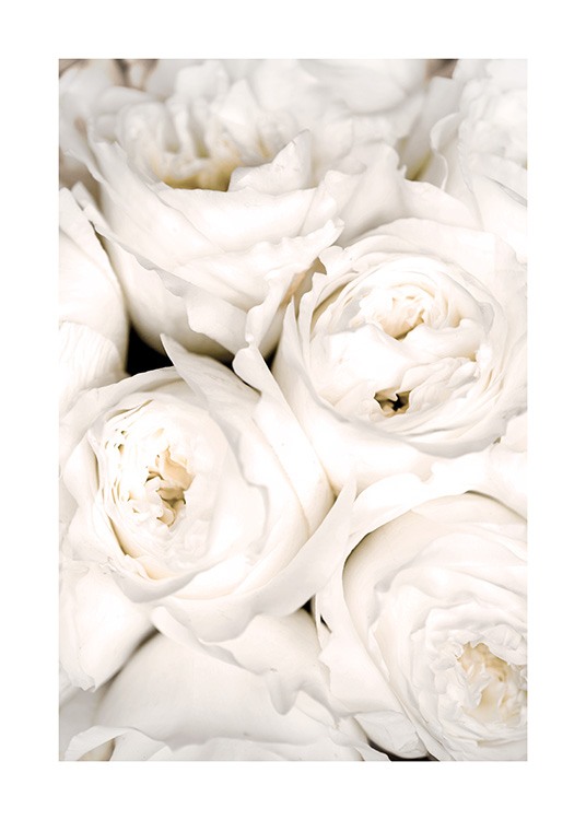  – Detailní fotografie růží svázaných těsně u sebe