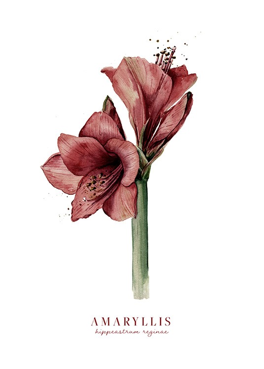 Watercolor Amaryllis Plakát