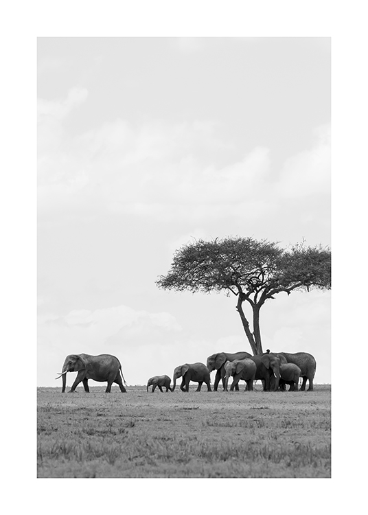  – Černobílá fotografie stáda slonů pod stromem v poušti