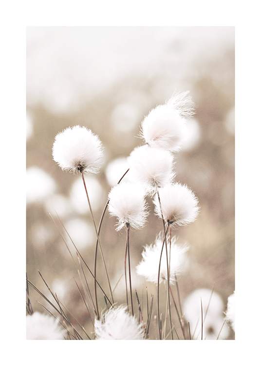  – Fotografie květů suchopýru na rozostřeném béžovém pozadí