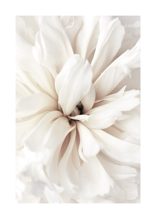  – Detailní fotografie květiny s bílými okvětními lístky