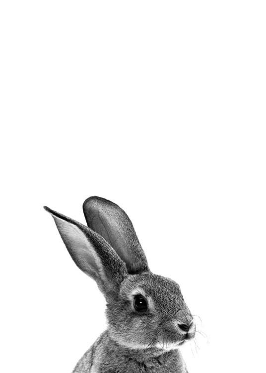 Grey Bunny Plakát