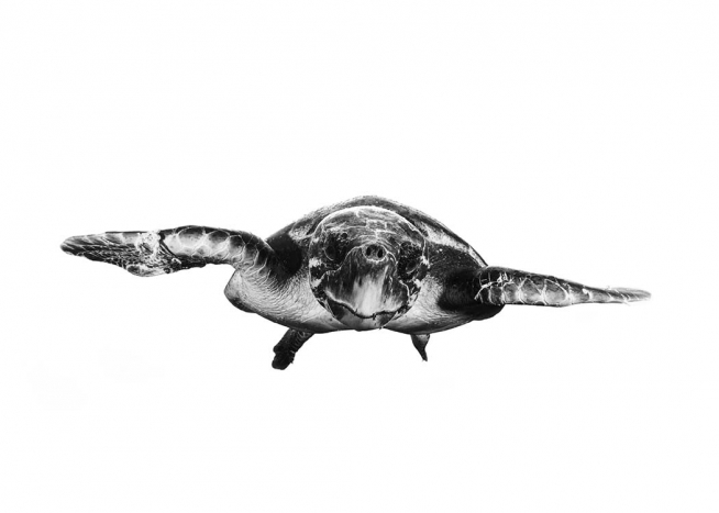 White And Turtle Plakát