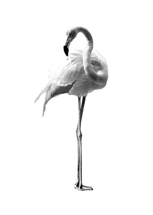 Flamingo Black And White Plakát