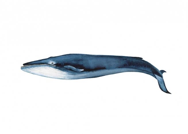 Blue Whale Plakát