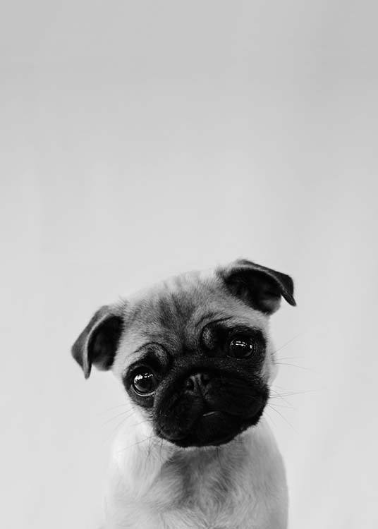 Pug Puppy Plakát