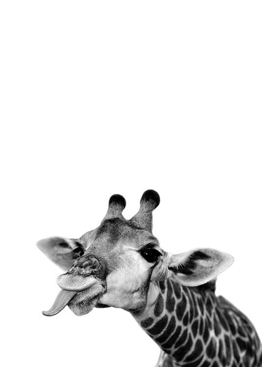 – Černobílá fotografie roztomilé žirafy vystrkující jazyk