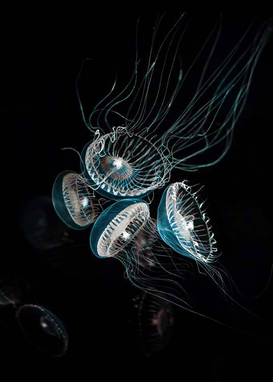 Crystal Jelly Plakát