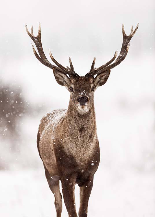  – Fotografie jelena obklopeného sněhem a zimní krajinou