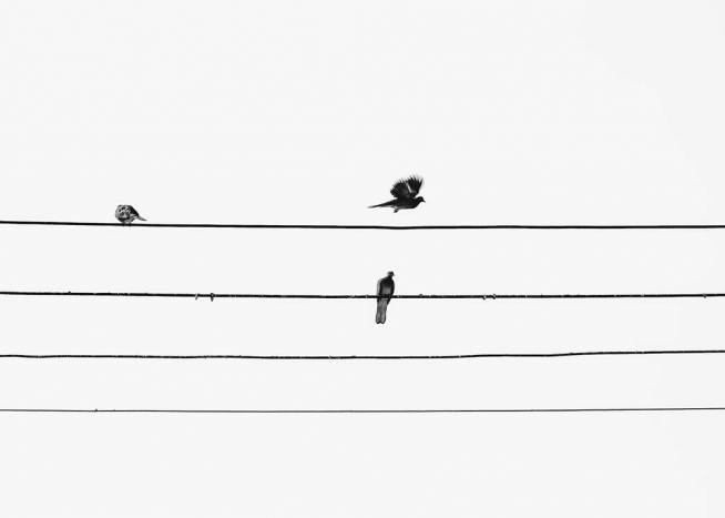 Birds On The Wire Plakát