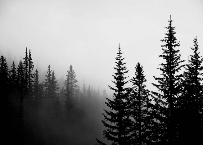 Foggy Tree Tops Plakát
