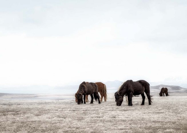 Horses On Field Plakát