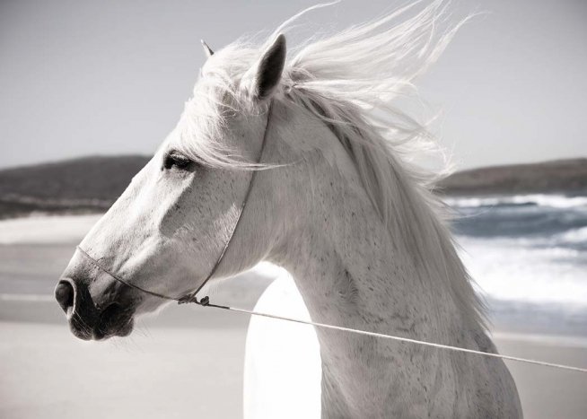 White Horse On Beach Plakát White Horse On Beach Plakát