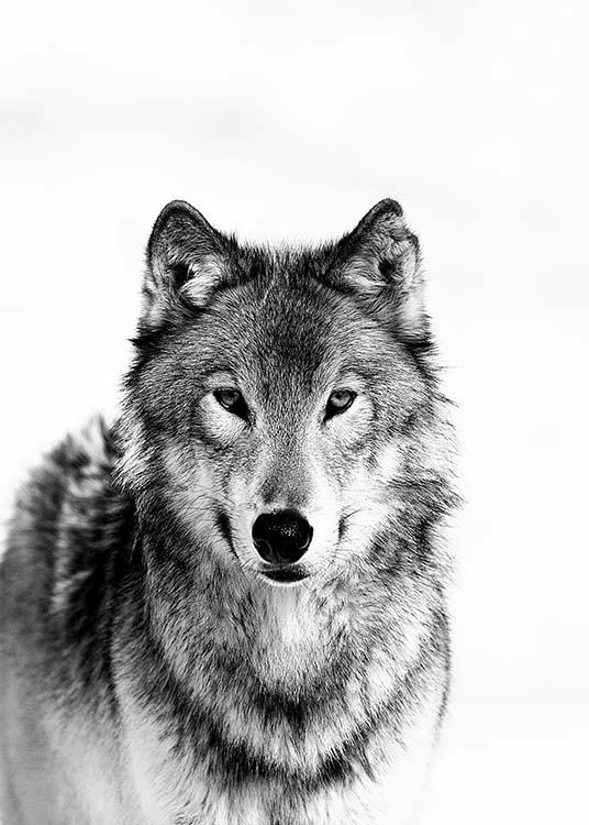 Wolf B&W Plakát