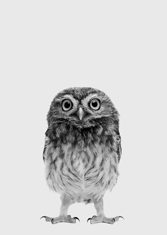 The Little Owl Plakát