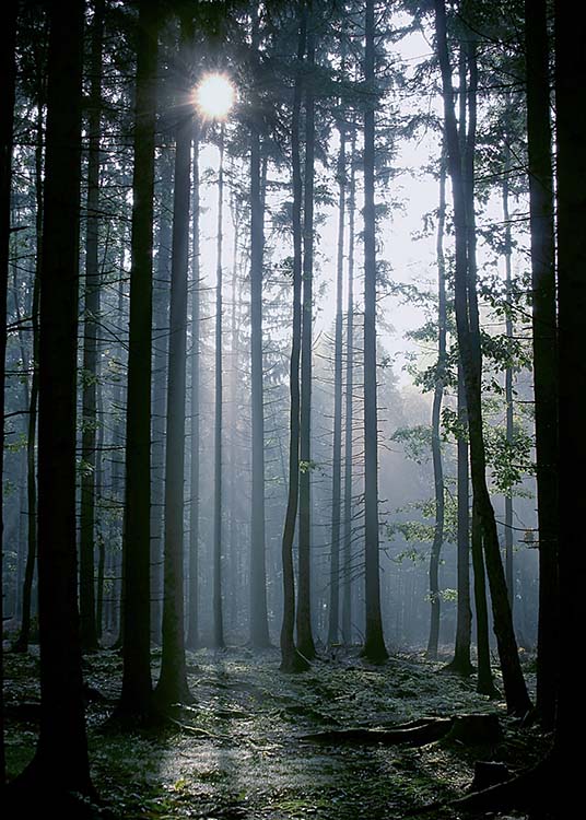 Forest Sunrise Plakát