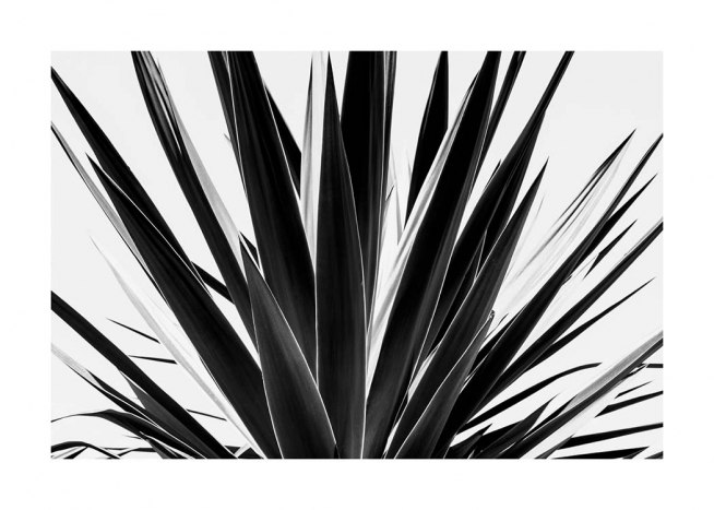 Agave B&W Plakát