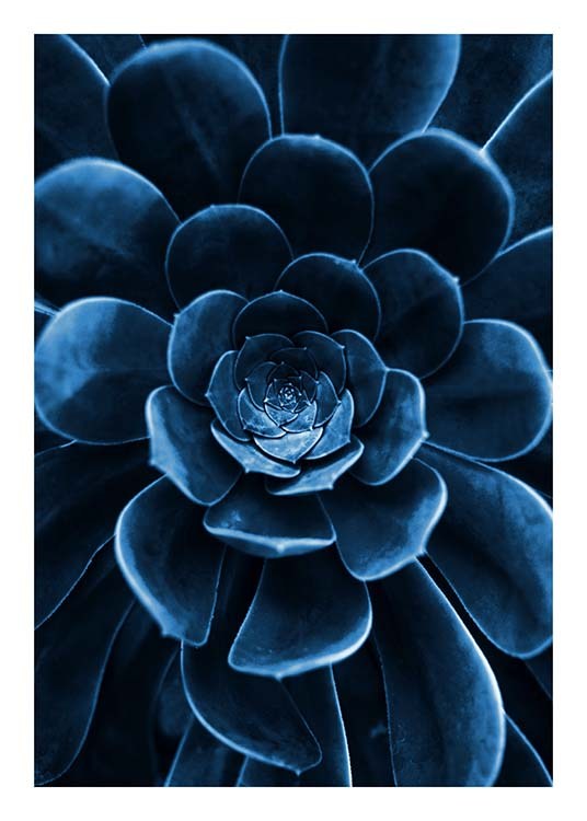 Blue Succulent Plakát